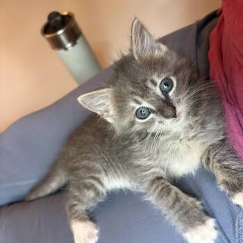 Domestic Medium Hair Cats Available for Adoption in Hickory, North Carolina - Katt | PetCurious