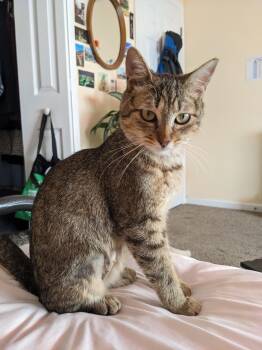Clare courtesy -  Domestic Short Hair Cat for Adoption in Oberlin, Ohio - Clare Courtesy | PetCurious