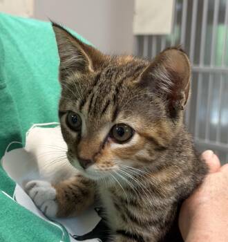 Ella Langley -  Domestic Short Hair Cat for Adoption in Slidell, Louisiana - Ella Langley | PetCurious