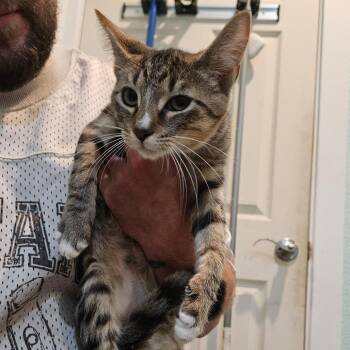 Iris -  Domestic Short Hair Cat for Adoption in Elverta, California - Iris | PetCurious