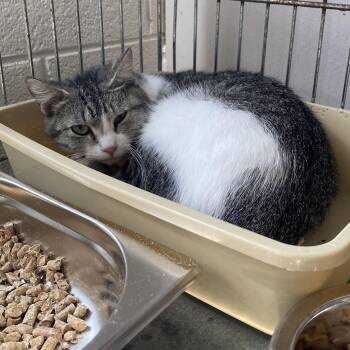 Beans -  Domestic Short Hair Cat for Adoption in King George, Virginia - Beans | PetCurious