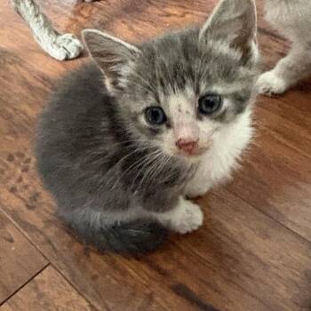 Baby 3 -  Domestic Short Hair Cat Available for Adoption in Ferndale, Washington - Baby 3 | PetCurious