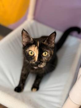Hedwig -  Domestic Short Hair Cat for Adoption in Peru, New York - Hedwig | PetCurious
