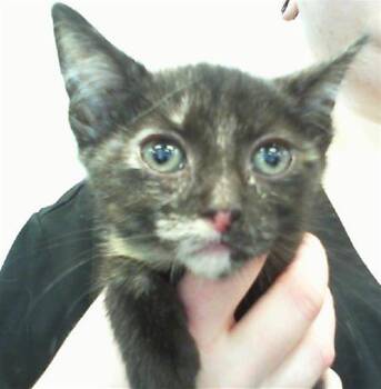 A1266476 -  Domestic Short Hair Cat for Adoption in Charlotte, North Carolina - A1266476 | PetCurious