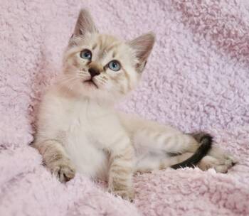 Butterfly -  Siamese Cat for Adoption in St. Augustine, Florida - Butterfly | PetCurious