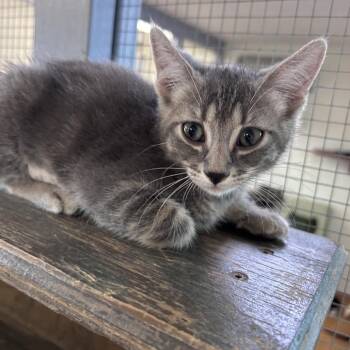 Graycie 26-06-008 -  Domestic Short Hair Cat for Adoption in Bastrop, Texas - Graycie 26-06-008 | PetCurious