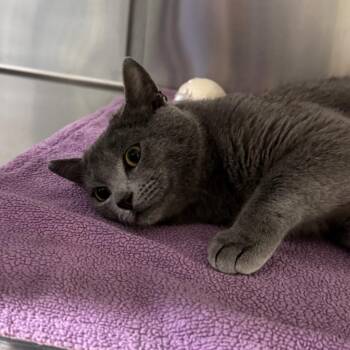 Russian Blue Cats Available for Adoption - Giannis | PetCurious