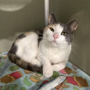 Domestic Short Hair and Dilute Calico Cats Available for Adoption - Merri | PetCurious