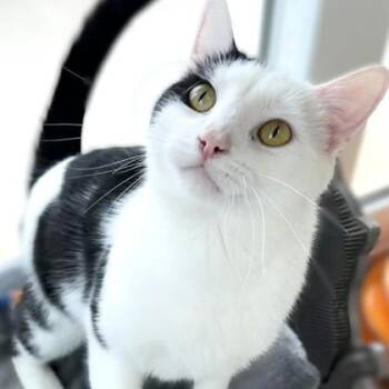 Mr Moo -  Domestic Short Hair Cat for Adoption in Belmont, New York - Mr Moo | PetCurious