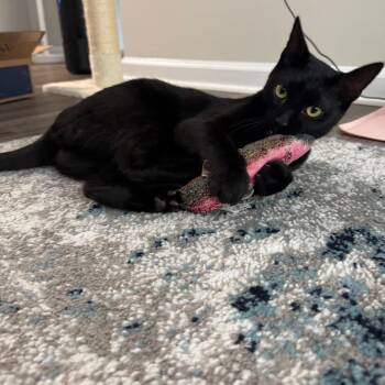 Noir -  Domestic Short Hair Cat for Adoption in Falls Church, Virginia - Noir | PetCurious