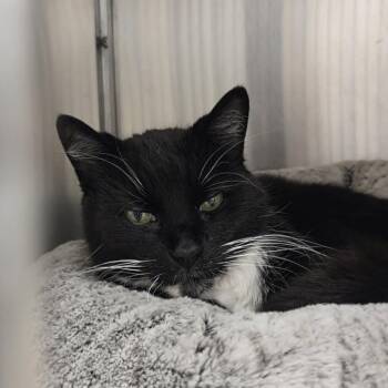 Domestic Short Hair Cats Available for Adoption in Ballston Spa, New York - Luther | PetCurious