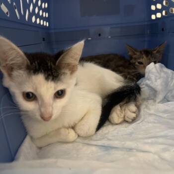 Gabe -  Domestic Short Hair Cat for Adoption in West Palm Beach, Florida - Gabe | PetCurious