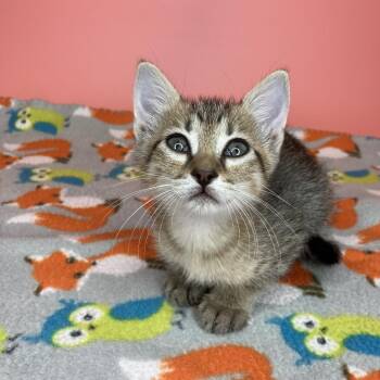 Shadow -  Domestic Short Hair Cat for Adoption in San Antonio, Texas - Shadow | PetCurious