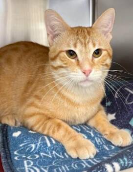 Buster -  Domestic Short Hair Cat Available for Adoption in Little Falls, Minnesota - Buster | PetCurious