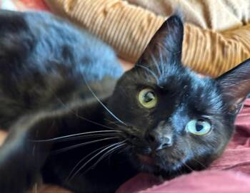 Deena -  Domestic Short Hair Cat for Adoption in Cincinnati, Ohio - Deena | PetCurious
