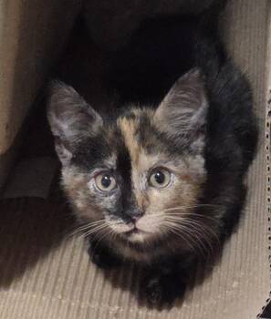 Domestic Short Hair Cats Available for Adoption in Harrison, Michigan - WILLOW | PetCurious