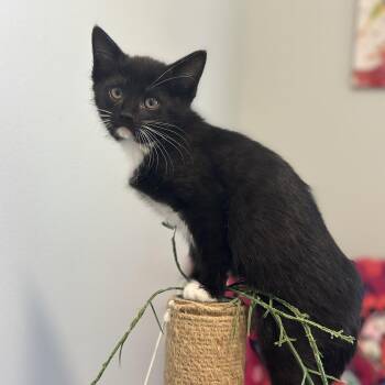 Erie -  Domestic Short Hair Cat for Adoption in Pontiac, Michigan - Erie | PetCurious