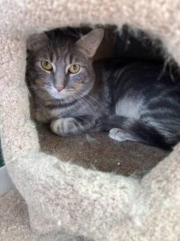 Domestic Short Hair Cats Available for Adoption in Altoona, Pennsylvania - Mozzarella | PetCurious