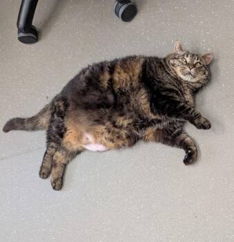Backpack -  Domestic Short Hair Cat for Adoption in Coquitlam, British Columbia - Backpack | PetCurious