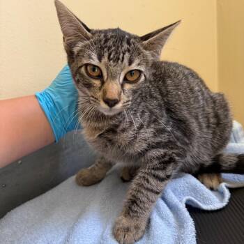 Feather -  Domestic Short Hair Cat for Adoption in Pasadena, California - Feather | PetCurious