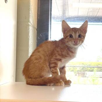 Chainsaw -  Domestic Short Hair Cat for Adoption in League City, Texas - Chainsaw | PetCurious