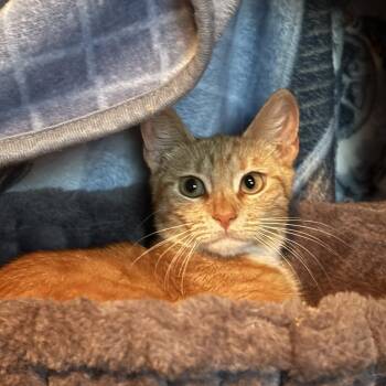 Domestic Short Hair Cats Available for Adoption in Pearland, Texas - Arya | PetCurious