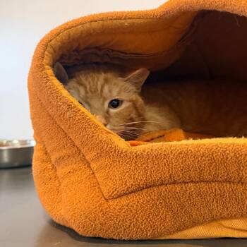 Rain -  Domestic Short Hair Cat for Adoption in New York, New York - Rain | PetCurious
