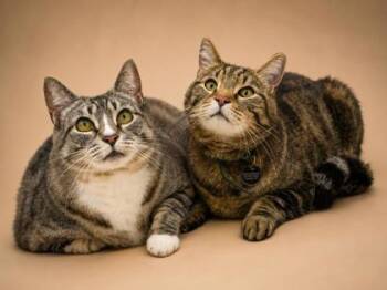 Dashiel(bonded w/ Zoe) -  Domestic Short Hair Cat for Adoption in Bowling Green, Kentucky - Dashiel(bonded W/ Zoe) | PetCurious
