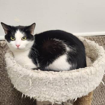 Domestic Short Hair Cats Available for Adoption - Mama | PetCurious