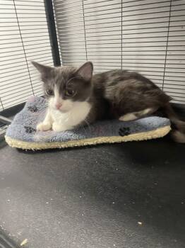 Domestic Medium Hair Cats Available for Adoption - Betty | PetCurious