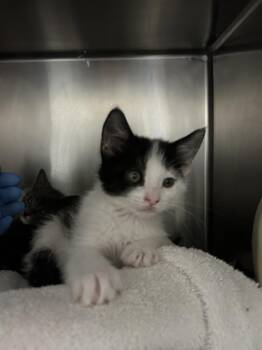 Domestic Short Hair Cats Available for Adoption - BUTTONS | PetCurious