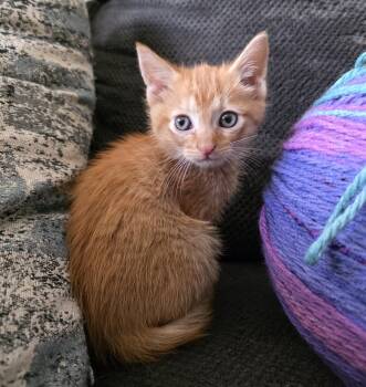 Domestic Short Hair Cats Available for Adoption in Fruit Heights, Utah - Carrottop | PetCurious