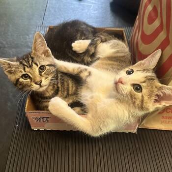 Domestic Short Hair Cats Available for Adoption in Philadelphia, Pennsylvania - Katty | PetCurious