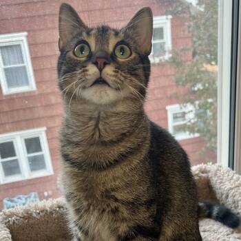 Rescue Domestic Short Hair Cats for Adoption in Eaton Rapids, Michigan - Olive A-55520 | PetCurious