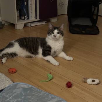 Whelan -  Domestic Short Hair Cat for Adoption in South Burlington, Vermont - Whelan | PetCurious