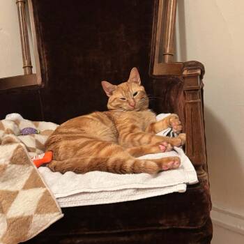 Dorito -  Domestic Short Hair Cat for Adoption in Chicago, Illinois - Dorito | PetCurious