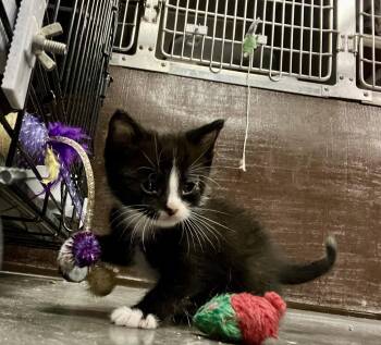 Domestic Short Hair Cats Available for Adoption - Moon | PetCurious