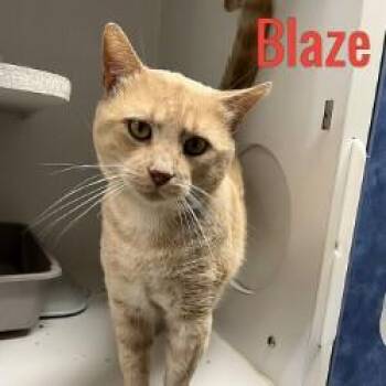 Blaze -  Domestic Short Hair Cat for Adoption in Pleasantville, New Jersey - Blaze | PetCurious
