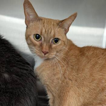 Simba -  Domestic Medium Hair Cat for Adoption in Ballston Spa, New York - Simba | PetCurious