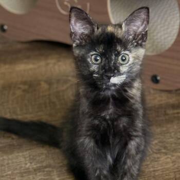 Poppy -  Domestic Short Hair Cat for Adoption in NEW PT RICHEY, Florida - Poppy | PetCurious