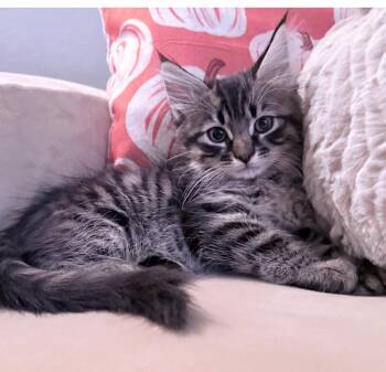 Romeo -  Domestic Long Hair Cat for Adoption in Chandler, Arizona - Romeo | PetCurious