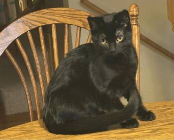 Rescue Domestic Short Hair Cats for Adoption in Mokena, Illinois - Elaina | PetCurious