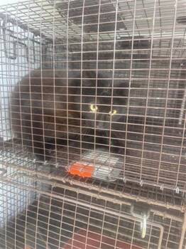 Domestic Short Hair Cats Available for Adoption - A652443 | PetCurious