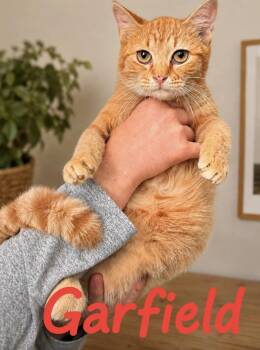 Domestic Medium Hair Cats Available for Adoption in Lucas, Texas - Garfield | PetCurious