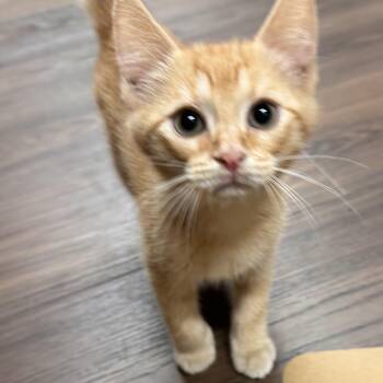 Huntsman -  Domestic Short Hair Cat for Adoption in Mokena, Illinois - Huntsman | PetCurious