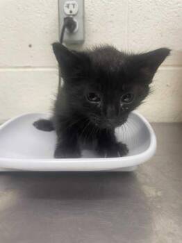 Rescue Domestic Short Hair Cats for Adoption in Fruit Heights, Utah - Saturn | PetCurious