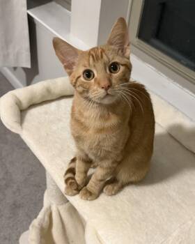 Fisk -  Tabby Cat for Adoption in Mount Pleasant, South Carolina - Fisk | PetCurious