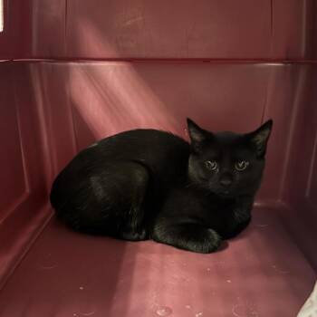 Onyx -  Domestic Short Hair Cat for Adoption in Des Moines, Iowa - Onyx | PetCurious