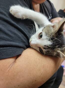 Rescue Domestic Short Hair Cats for Adoption in Lorain, Ohio - Moco | PetCurious