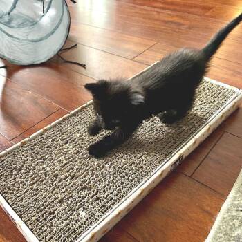 Tootsiepop -  Domestic Short Hair Cat for Adoption in Denver, Colorado - Tootsiepop | PetCurious